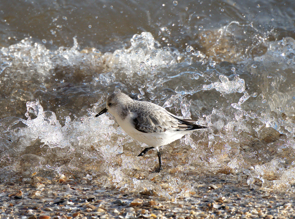 'A Sanderling On The Seafront' by Graham Mee, Leigh Estuary u3a